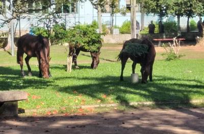 EPTC recolhe cavalo abandonado no bairro Partenon