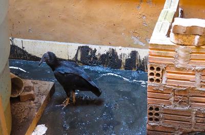 Equipe de Fauna resgata filhote de urubu no Sarandi