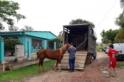 EPTC recolhe três cavalos soltos nas vias da Capital