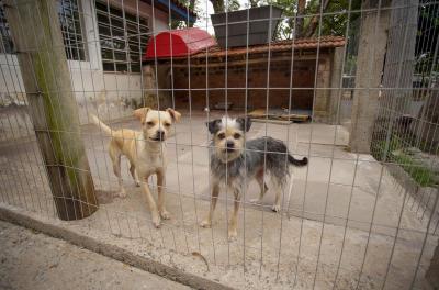 Prefeitura passa a exigir projeto de proteção animal a empreendedores