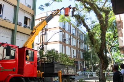 Equipes executam 212 serviços de poda e supressão de árvores