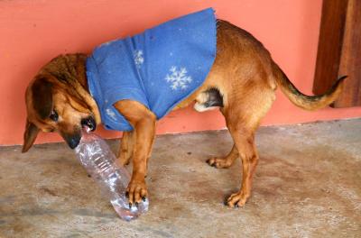 Alternativas contra a ansiedade dos animais no frio e isolamento