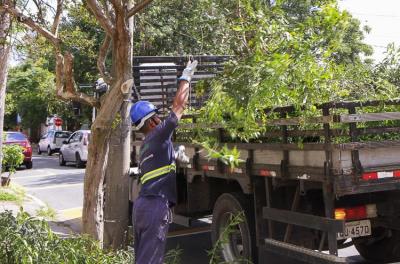 Serviços de manejo arbóreo são realizados em Porto Alegre