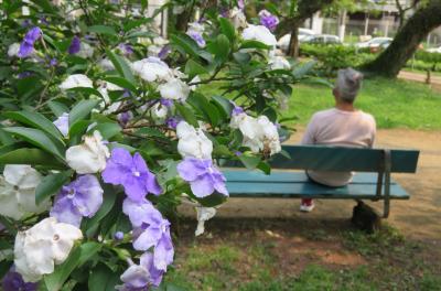 Árvore do Mês possui flores que mudam de cor