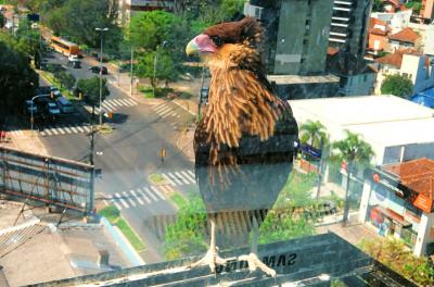 Equipe de fauna orienta sobre presença de casal de carcarás em prédio