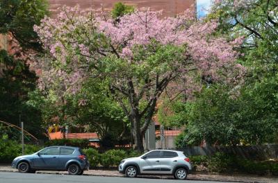 Porto Alegre tem a floração rosada das paineiras em março