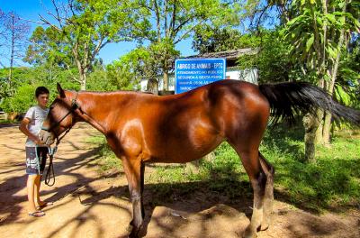 EPTC recolheu 90 cavalos nos primeiros três meses do ano