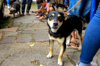 Cadastro para castração gratuita de cães e gatos acontece nesta quinta-feira