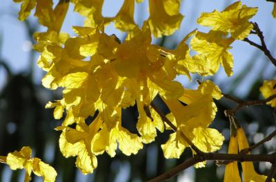 No Dia da Árvore, conheça o Ipê Amarelo