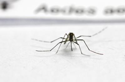 Porto Alegre inicia nova etapa do monitoramento de infestação do Aedes aegypti