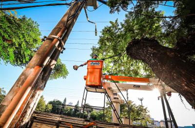 Confira programação de manejos arbóreos na Capital 