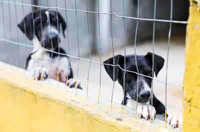 Prefeitura abre licitação para compra de unidade móvel para castração de animais