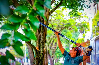 Equipes da SMSURb irão realizar o manejo arbóreo na rua Ramiro Barcelos