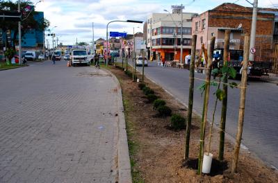 Prefeitura lança edital para plantio de mais de 5 mil árvores em um ano