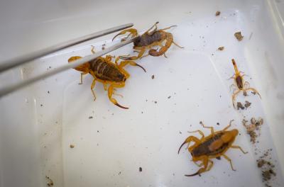 Vigilância captura dez escorpiões amarelos em ação noturna