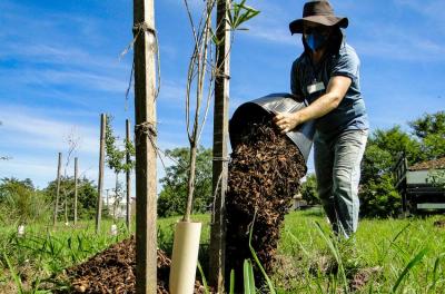 Novas árvores vão contribuir para redução de emissão de carbono na cidade