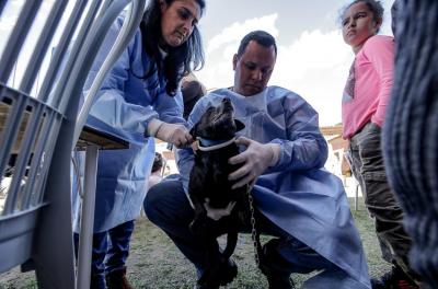 castração de animais 