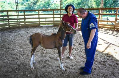 EPTC alerta para os perigos de cavalos soltos na via e orienta sobre o processo de adoção de equinos