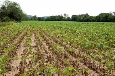 Prefeitura abre cadastro para produtores rurais afetados pela estiagem