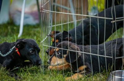 Sábado tem feira de adoção de animais na Usav