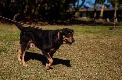 Feira de adoção de animais ocorre sábado na Lomba do Pinheiro