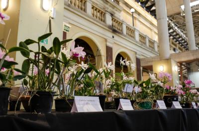 Mercado Público recebe exposição de orquídeas para celebrar aniversário da Capital