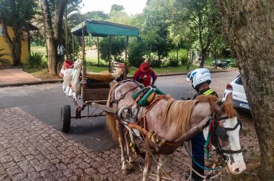 EPTC resgata animal de carroceiro com histórico de maus tratos