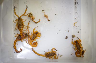 Agentes capturam 40 escorpiões amarelos na ação noturna no Centro