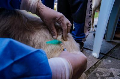Região Partenon recebe inscrições para castração de animais