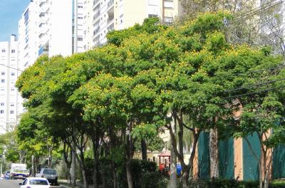 Porto Alegre passará a contar com software para arborização urbana