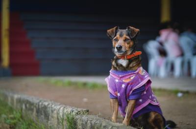 Censo inédito irá identificar a população de animais em Porto Alegre     