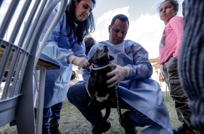 Prefeitura abre novo cadastro para castração animal pelo 156