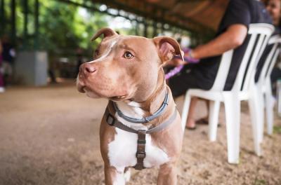 castração de animais 