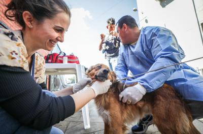 Veterinários da prefeitura oferecem atendimento gratuito aos animais das ilhas 