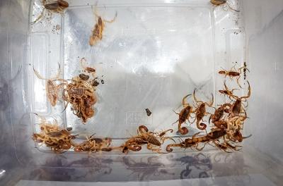Ação noturna no Centro Histórico captura 36 escorpiões amarelos