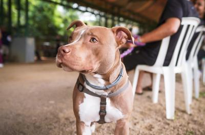 castração de animais