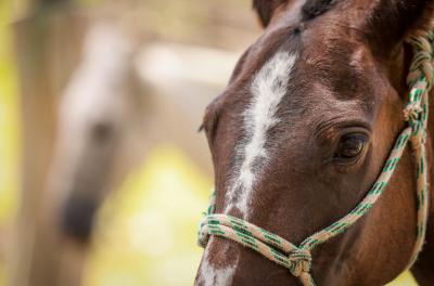 A EPTC tem a atribuição de recolher os cavalos nas vias e fiscalizar a circulação de carroças