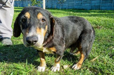 Unidade de Saúde Victória terá feira de adoção de animais neste sábado