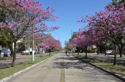 arborização