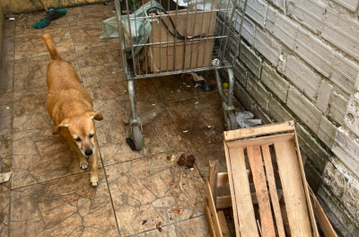 Ação integrada prende suspeita de maus tratos aos animais no bairro Farrapos