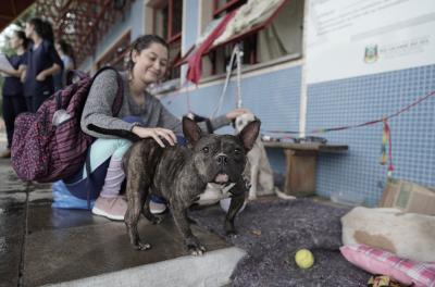 animais resgatados em abrigos