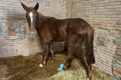 cavalo