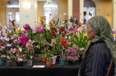Orquídeas 