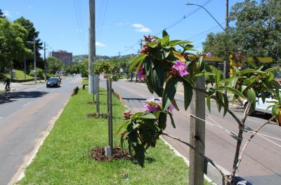 avenida arborizada