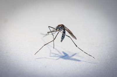 Aedes aegypti