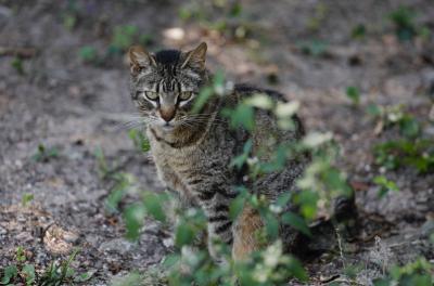 Unidade de Saúde Animal Victória realiza feira de adoção neste sábado