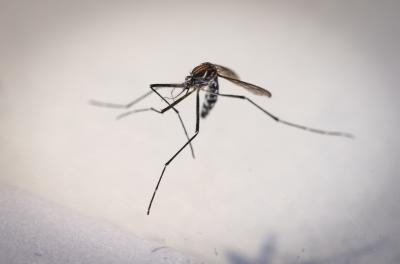 dengue