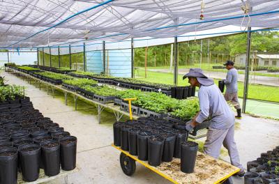 Viveiro Municipal já produz 50 espécies de árvores nativas