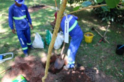 Copas das árvores cobrem 43% do território de Porto Alegre