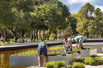Parque Farroupilha recebe plantio de flores em canteiros junto ao espelho d'água